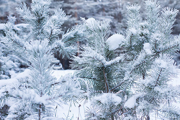 Image showing Winter christmas background