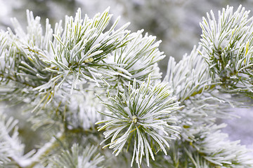 Image showing Winter christmas background