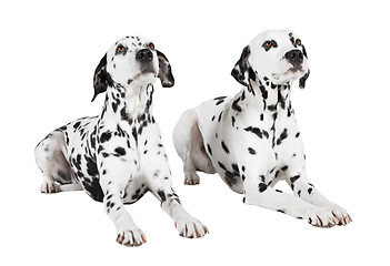 Image showing Dalmatians two lying