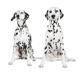 Image showing two seated dalmatian