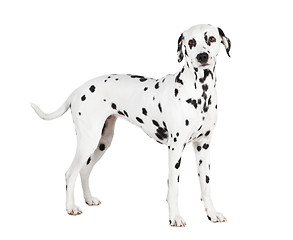 Image showing Dalmatian isolated