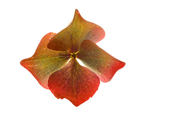 Image showing Hydrangea Blossom on White