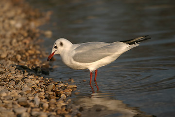 Image showing Seagull