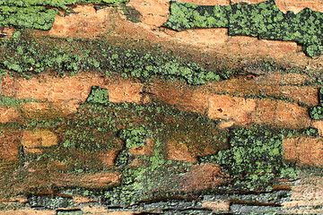 Image showing old tree bark