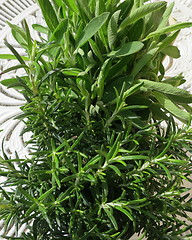 Image showing Rosemary and Sage