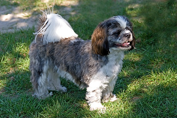 Image showing dog