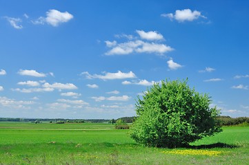 Image showing Summer landscape