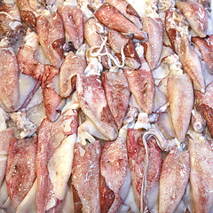 Image showing Squid