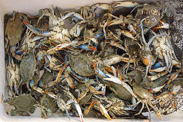 Image showing Blue Crab