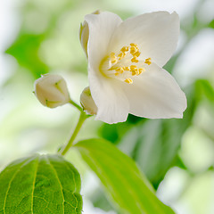 Image showing Blooming jasmine bush, close-up