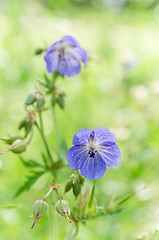 Image showing Blue flowers of the field, close-up
