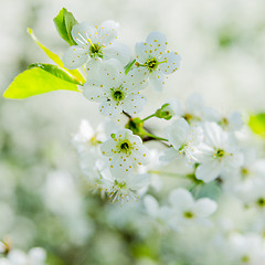 Image showing Blossoming branch of a cherry, close up