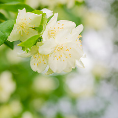 Image showing Blooming jasmine bush, close-up