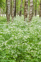 Image showing Blossoming yarrow in a birchwood, June