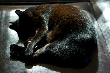 Image showing Havana Brown Cat Curled Up Sleeping In Sunshine