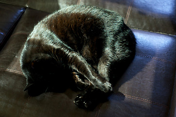 Image showing Havana Brown Cat Curled Up Sleeping