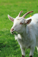 Image showing white goat in the green grass\r\n