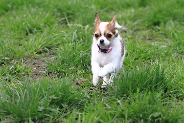 Image showing chihuahua in the grass