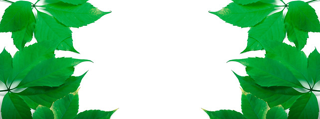 Image showing Green leaves background with copy space