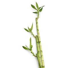 Image showing Bamboo canes