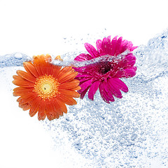 Image showing Two daisies into the water 