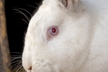 Image showing Portrait of the white rabbit