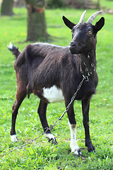 Image showing black goat in the grass