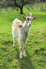 Image showing white goat in the green grass\r\n