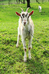 Image showing white goat in the green grass\r\n