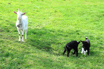 Image showing black goat babies in the grass