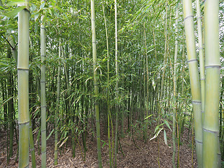 Image showing Bamboo tree perspective