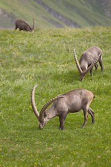 Image showing Alpine Ibex Grazing