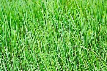 Image showing Green Grass Field