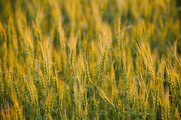 Image showing Wheat field detail