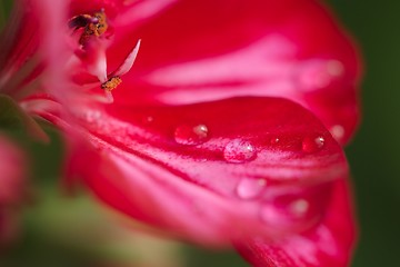 Image showing Flower with water drops