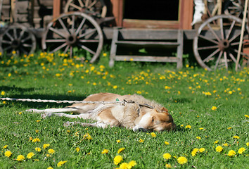 Image showing Sleeping dog