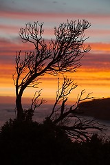 Image showing Bare tree branches