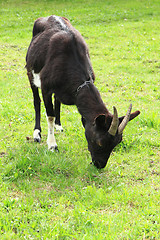 Image showing black goat in the grass