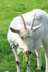 Image showing white goat head