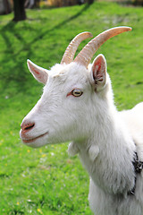 Image showing white goat head