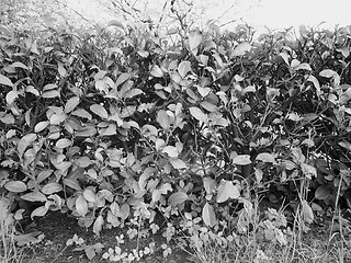 Image showing Hedgerow shrubs barrier