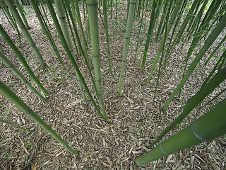 Image showing Bamboo tree perspective