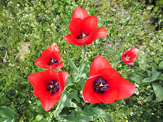 Image showing Red Tulips flower