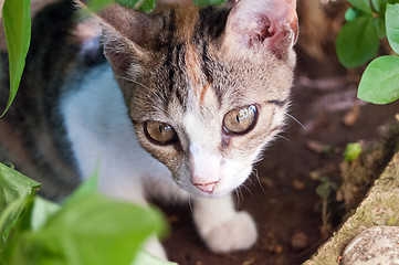 Image showing Kitten, kitty