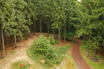 Image showing Forest hiking path