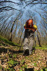 Image showing Male hiker looking to the side walking in forest