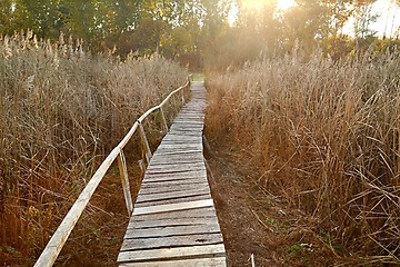 Image showing Swamp walking path