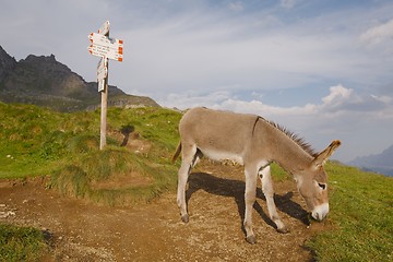 Image showing Grazing Donkey i