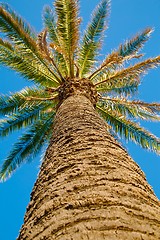 Image showing Palm Tree Low Angle