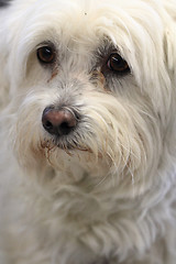 Image showing white bichon dog 